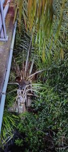 Hombre queda atorado entre palmeras tras presunto intento de arrojarse de un puente.