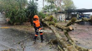 Refuerza Ayuntamiento atención ante afectaciones por lluvias y viento