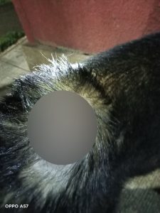 Detectan y atienden tres casos de gusano barrenador en Fortín. Ya van 8.