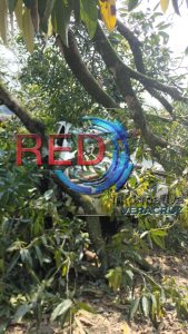 Árbol cae sobre camioneta y deja tres cortadores de caña lesionados.
