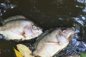 Diputada Mago Corro denuncia ante Profepa y PMA ecocidio y mortandad masiva de peces en Arroyo Hondo