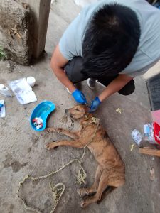ATIENDE CONTROL ANIMAL A PERROS CON MIASIS EN IXHUATLÁN