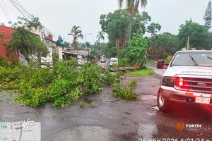 Protección Civil atiende caída de árboles en Fortín. Tras fuerte lluvia.